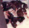 A-Wurf Babies.jpg (5815 Byte)