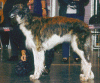 Adana.gif (109013 Byte)
