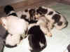 B-Wurf Babies.jpg (31411 Byte)