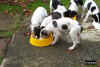 Welpen.jpg (72281 Byte)