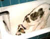 ElmiraBadewanne.jpg (47380 Byte)
