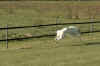 LorchTr10.jpg (110424 Byte)