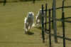 LorchTr5.jpg (116099 Byte)