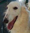 PuppiKopf.jpg (30910 Byte)