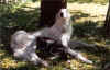 Puppi Kind 2.jpg (48995 Byte)