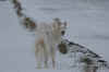 WintergassiP106.jpg (63949 Byte)